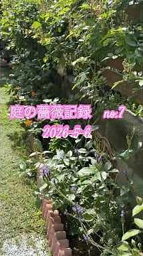 2026_5_6_no.7 憧れの薔薇庭を目指して ロザリアンの薔薇記録 ＃薔薇 ＃バラ ＃ローズ #rose_garden ＃ローズガーデン ＃ばらのじかん #shorts