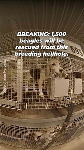 1,500 Beagles Saved From Labs 🐶💔➡️💚