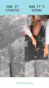 2.6K views · 13 reactions | how it started vs how it's going with the uproot pro 來 click the link in our bio to check out this incredible pet hair remover  #cleantok #cleaning #deepclean #pethairremoval #uprootclean | Uproot Clean | Facebook