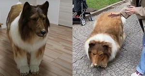 Homem que gastou R$ 72 mil para virar cão agora quer 'fêmea' para ter companhia
