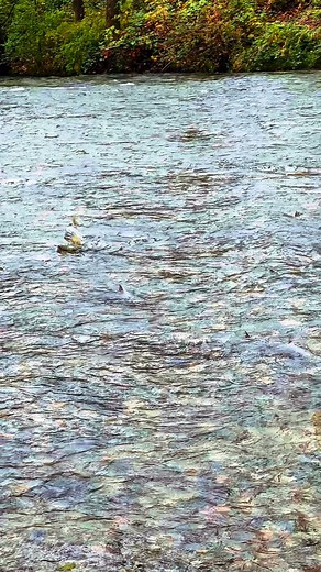 Every fall, the Coquitlam River in Port Coquitlam becomes a living classroom. 🐟🍂 Thousands of salmon return home to spawn, continuing a cycle that sustains our local ecosystem and reminds us how connected we all are to the waters that run through our city. 🌊 It’s a powerful time to witness nature at work, right here in our own community. 💚 #CoquitlamRiver #SalmonRun #PortCoquitlam #PoCoLiving #NatureInPoCo #BCWildlife #ExplorePoCo | Poco Living