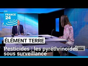 EFFETS DES PESTICIDES SUR LA SANTÉ : LES PYRÉTHRINOÏDES SOUS SURVEILLANCE • FRANCE 24