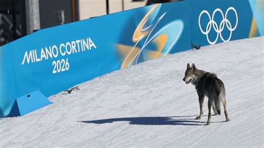 VIDEO: Dog races on Olympic cross-country skiing course