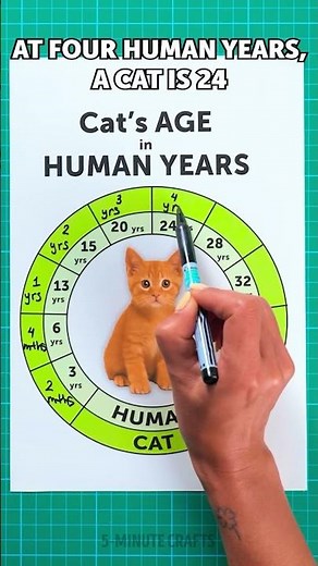 How to count cat years 🐱 The secret of cat years revealed 🐾