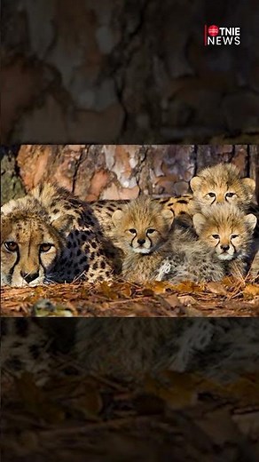 2-month-old cheetah cub dies in MP’s Kuno National Park; 4th death in two months