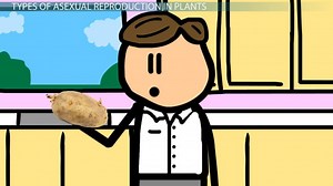 Asexual Reproduction in Plants | Definition, Types & Benefits