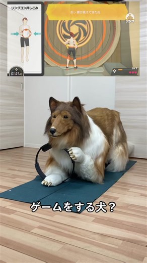 リングフィットアドベンチャーで遊ぶ犬……？ #犬 #ケモノ #furry #fursuit