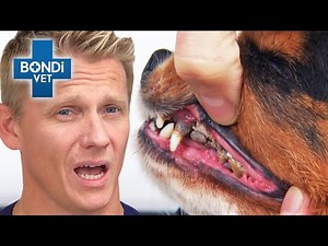 Timid Puppy Farm Victims in Shocking Condition 💔 | Vet on the Hill Clips | Bondi Vet