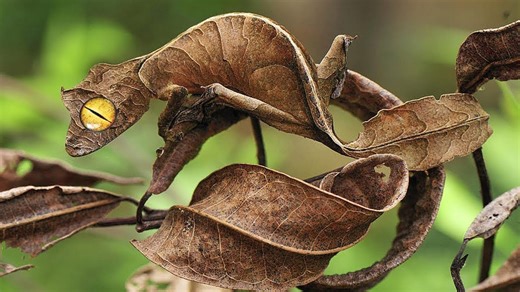 10 Most Insane Camouflage Skills in the Animal World