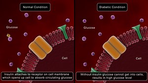 Biomedical Animation Showing Glucose Stock Motion Graphics SBV-348849264 - Storyblocks