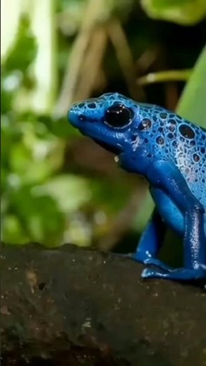 amazon rainforest,animal documentary,amazon river,south america,