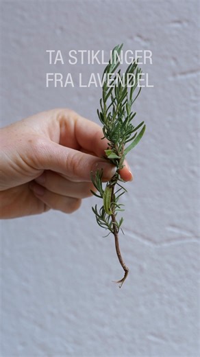 Så enkelt tar du lavendelstiklinger! 💜 Riv av et sideskudd fra en hovedgren slik at du får en «hæl». 💜 Fjern de nederste bladene, og stikk stiklingen ned i en potte med sandblandet jord. 💜 Sett stiklingene nær kanten – da roter de seg lettere. 💜 Vann, og plasser potten under beskyttelse. Hold jorda fuktig, og la stiklingene stå til våren, så skal du se at de vokser! #gardenanorge #gardena #hage #hageinspo #hageinspirasjon #hageliv #hagetips #lavendel #stiklinger #lavendelstiklinger | GARDENA