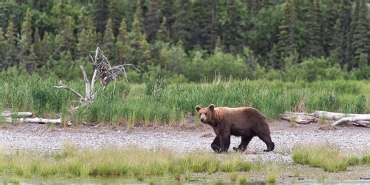 After 11 more bears killed, judge orders stop to Alaska predator control program