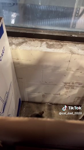 Meet Leo: The Home Depot Cat | Cat Dad Chronicles