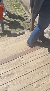 Can anyone identify this snake #snake #animallover #reptile | Jason the Great