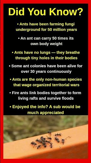 Ant Facts That Will Completely Blow Your Mind 🐜🔬