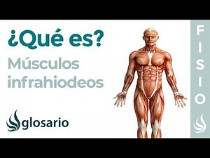 Infrahyoid Muscles | What They Are: Location, Origin, Insertion, Innervation, and Function