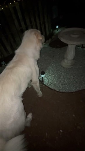 POV: your Great Pyrenees puts herself to bed every night 😂