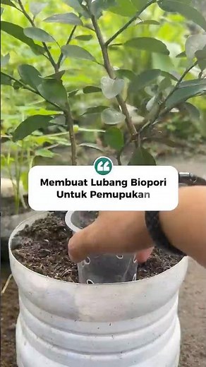 Easy Way to Make Biopore Holes for Plant Fertilizing | Cara Simpel Bikin Lubang Biopori Tanaman 🌿