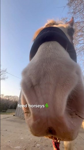 busy day🌼 Q: what tack cleaner do you use? // #fypシ゚viral #horse #equestrianjourney