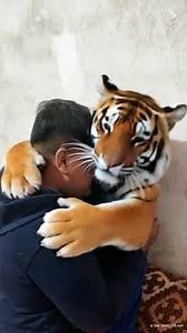 A giant tiger appears and snuggles up with you.