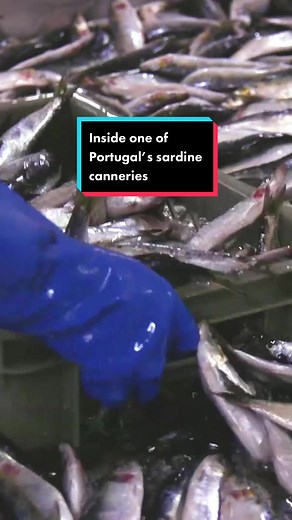 History of Sardine Canning in Portugal's Last Factory