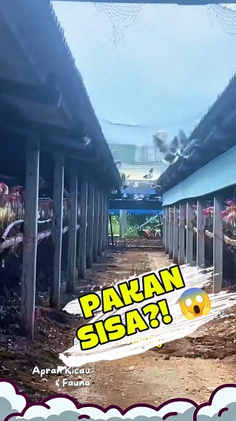 Pakan Ayam yang Terbuang Ternyata Dimakan Burung Puter! 😱 #burungputer #ternakayam
