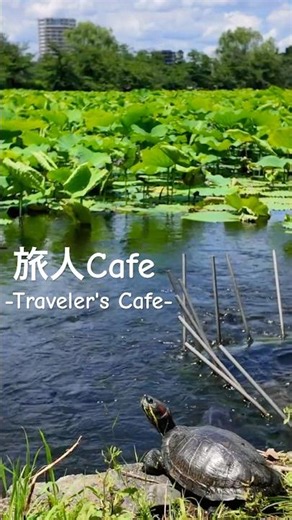 上野公園、6月の不忍池／Ueno Park, Shinobazu Pond in June