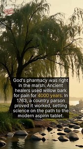The use of willow bark for pain stretches back to the world's oldest civilizations. The Sumerians and Egyptians recorded its use, and Hippocrates prescribed it. The key leap came from Reverend Edward Stone in 1763. Suffering was common in his damp parish, where fevers were rampant. Observing willow trees thriving in the same marshy areas, he was struck by the ancient 'doctrine of signatures'—the idea that God placed cures where the ailments occurred. He dried and powdered a pound of willow bark 