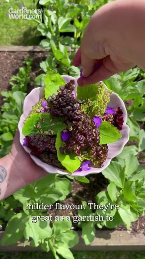 Have you ever grown Chinese Violet Cress (Orychophragmus violaceus)? Amy Chapman tells us why she loves it, and how she grows it. | BBC Gardeners' World Magazine