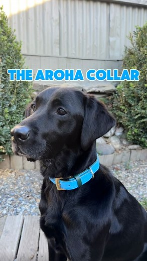 The Aroha Collar. This colour combo was inspired by the one and only Aroha 💙💚 ⭐️ Handmade ⭐️ Buffalo leather ⭐️ Two-Toned Fun ⭐️ Comfortable Fit ⭐️ Easy and Practical ⭐️ Durable and Water-Repellent ⭐️ Golden Brass Hardware ⭐️ Eco-Friendly and Dog-Safe #DogCollar #LeatherDogCollar #StylishDogCollar #DurableDogGear #DogAccessories #PetCollar #DogLover #ZoomiesGear #ZoomiesDogCollars #AdventureReady #ZoomersStyle #FashionForDogs #DogStyle #ColorfulCollars #CustomDogCollar #TrendyPets #AdventureDo