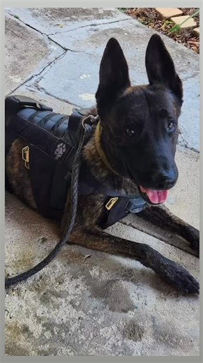 Heat recovery matters. Dogs can only lose heat through panting and paw pads — a slow process after intense work. Shepherd’s cooling inserts assist that natural recovery safely and effectively. | Shepherdaustralia