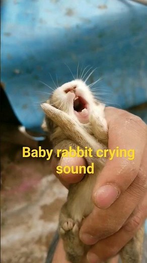 Baby rabbit crying sound #shorts #rabbit