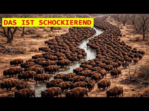 Rumänien Ließ Hunderte Wisente In Einem Sterbenden Wald Frei – Verblüffendes Ergebnis