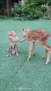 Two little animals and their precious bond! ❤️ ViralHog | MetDaan Animals