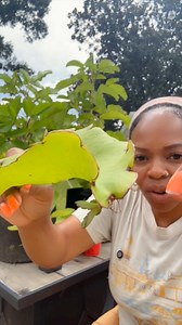 Let’s take another look at the Leaf of Life (Kalanchoe pinnata / Bryophyllum pinnatum) 🌱—a true medicinal powerhouse. Not only is it beautiful and spiritually significant, but it also helps purify the air. Do your research, but … Leaf of Life is definitely one of those special ones! ✨ #plantedwithluv #leafoflife #gardening #plantsomething | Arie Bodden