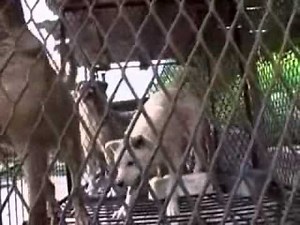 Korean Dog Meat - Dog Farm 1