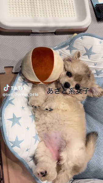 今日もかわゆい☺️ #チワプー #パピー #子犬のいる生活 #犬 #犬のいる暮らし #犬好きと繋がりたい