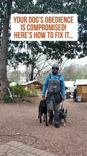 Effective Dog Training Tips for a Calm and Obedient Pet