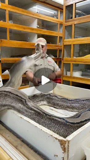 Jay Brewer on Instagram: "Wayyy too close for comfort 😳 this is a clip from the craziest IGTV I still need to post😱 . . . #reptile #snake #python #retic #intense #crazy #reels #video"