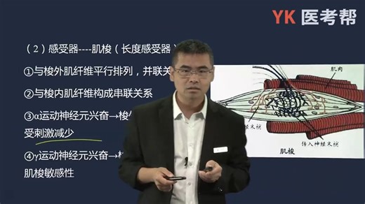 04.躯体和内脏感觉、脊髓对运动和姿势的调控作用、脊休克、屈肌反射和对侧伸肌反射、巴宾斯基征、脊髓前脚运动神经元、牵张反射