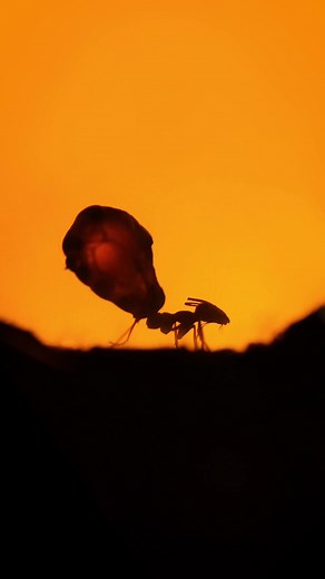 The Mystery of Honeypot Ants: Living Storage Tanks Explained