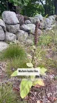 This is one of about 3 wild plants I stockpile for the winter - it’s worth the time! 🌱 Mullein is