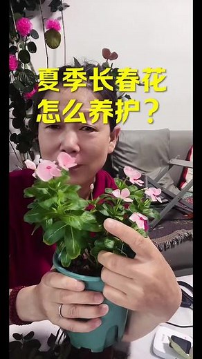 夏季长春花怎么养护？#爱生活爱养花 #绿植花卉 #盆栽绿植 #花草绿植