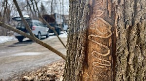 Oshkosh residents asked to get rid of diseased ash trees due to potential hazards