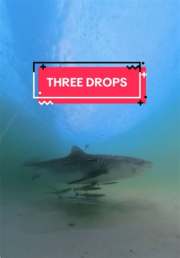 Tiger shark camera drops at Okaloosa Island Pier - Three drops