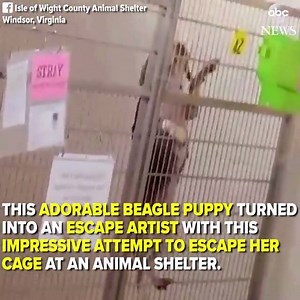 CAUGHT RED-PAWED: Beagle puppy turns escape artist with impressive attempt to scale her cage at the Isle Of Wight County Animal Shelter in Virginia! http://abcn.ws/2kbyyTB | ABC 13 - WSET