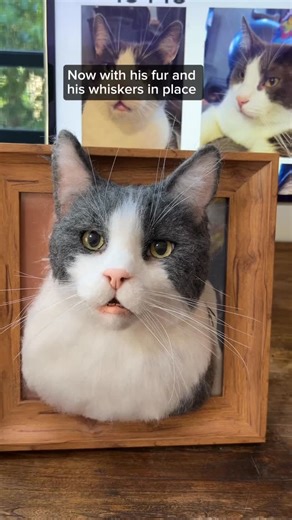 My Woolever Friend on Instagram: "Swifty is finally back home 🤍 and his family shared something that touched me deeply — they still boop his little pink nose every time they walk by… just like they used to when he was here. 🥹 Swifty was only six. Far too short for a life so full of playfulness, cuddles, and that unforgettable derpy smile with his tiny teefies. When he passed so suddenly, his family never had the chance to say goodbye. They sent me a small patch of his fur and a couple of his w