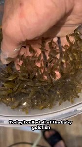 How to euthanize goldfish humanely