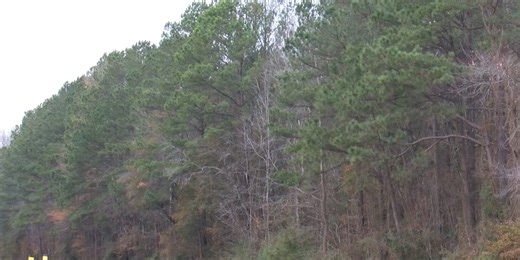 Summerville proposes tree rule changes to widen options for residents, builders